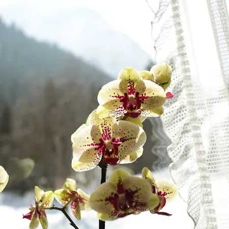 Haus Derra 3* Mittelberg